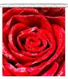 Big Red Rose Online now