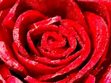 Big Red Rose Online now