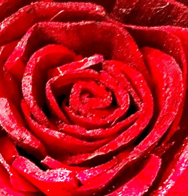 Big Red Rose Online now